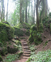 Puzzlewood nature walks