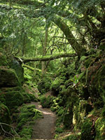 Puzzlewood 