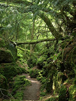 Puzzlewood 